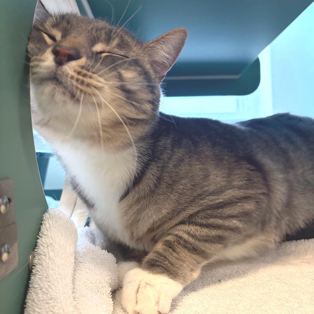 Enlarge Mittens, a Adoptable Domestic Short Hair in Morrisville, VT image 5/5