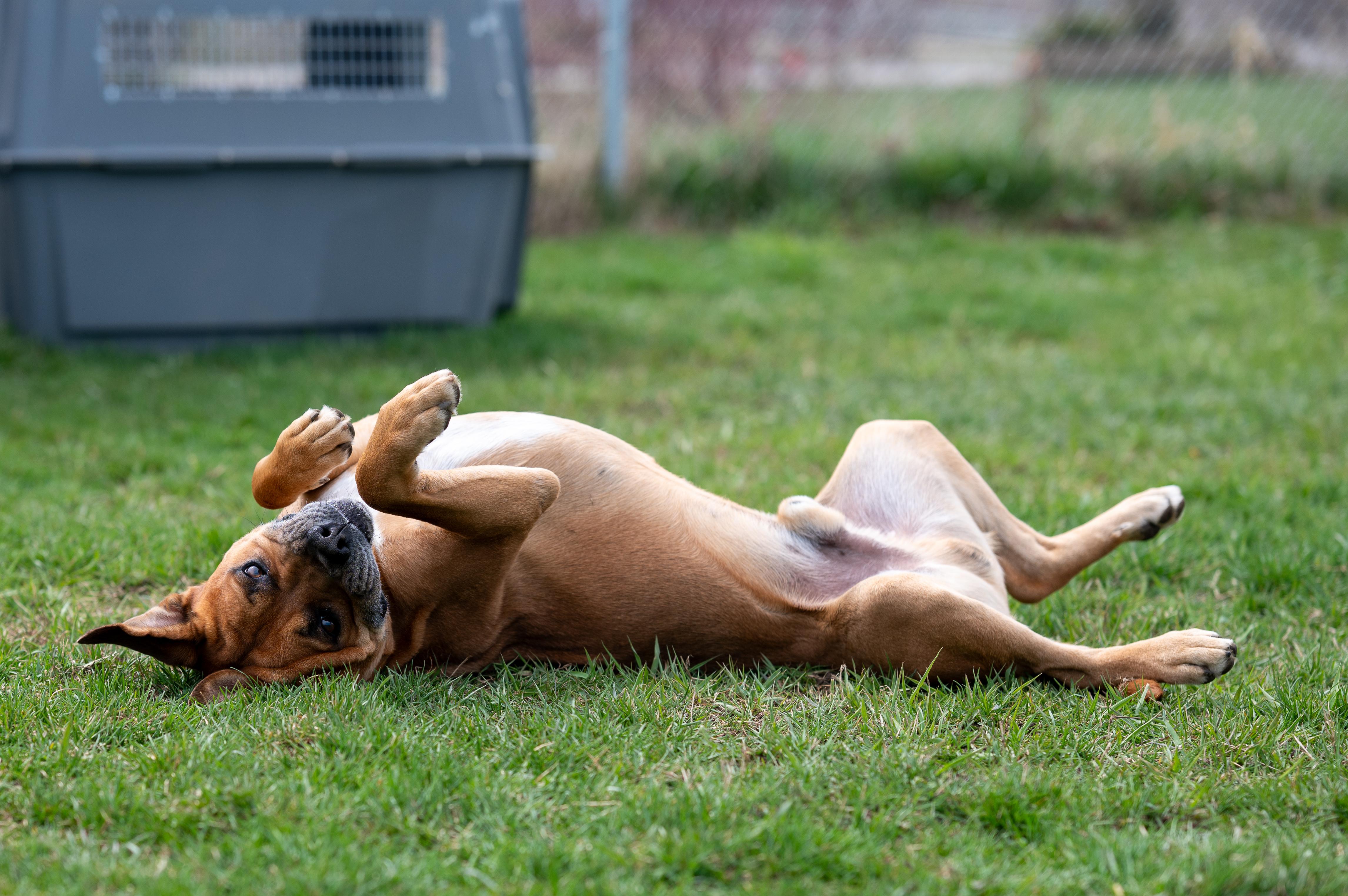 Buster photo 4