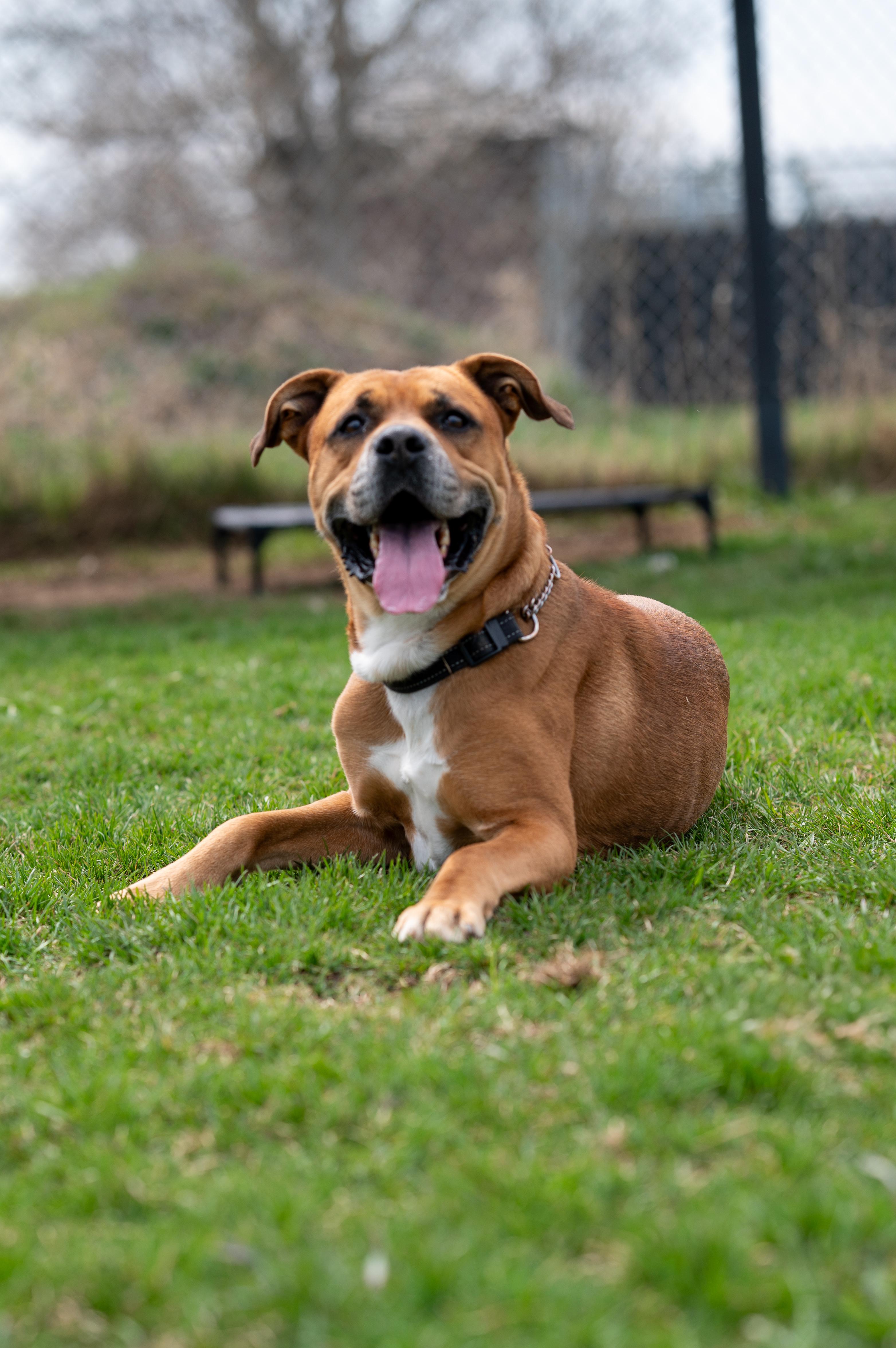 Buster, Adult Male unknown