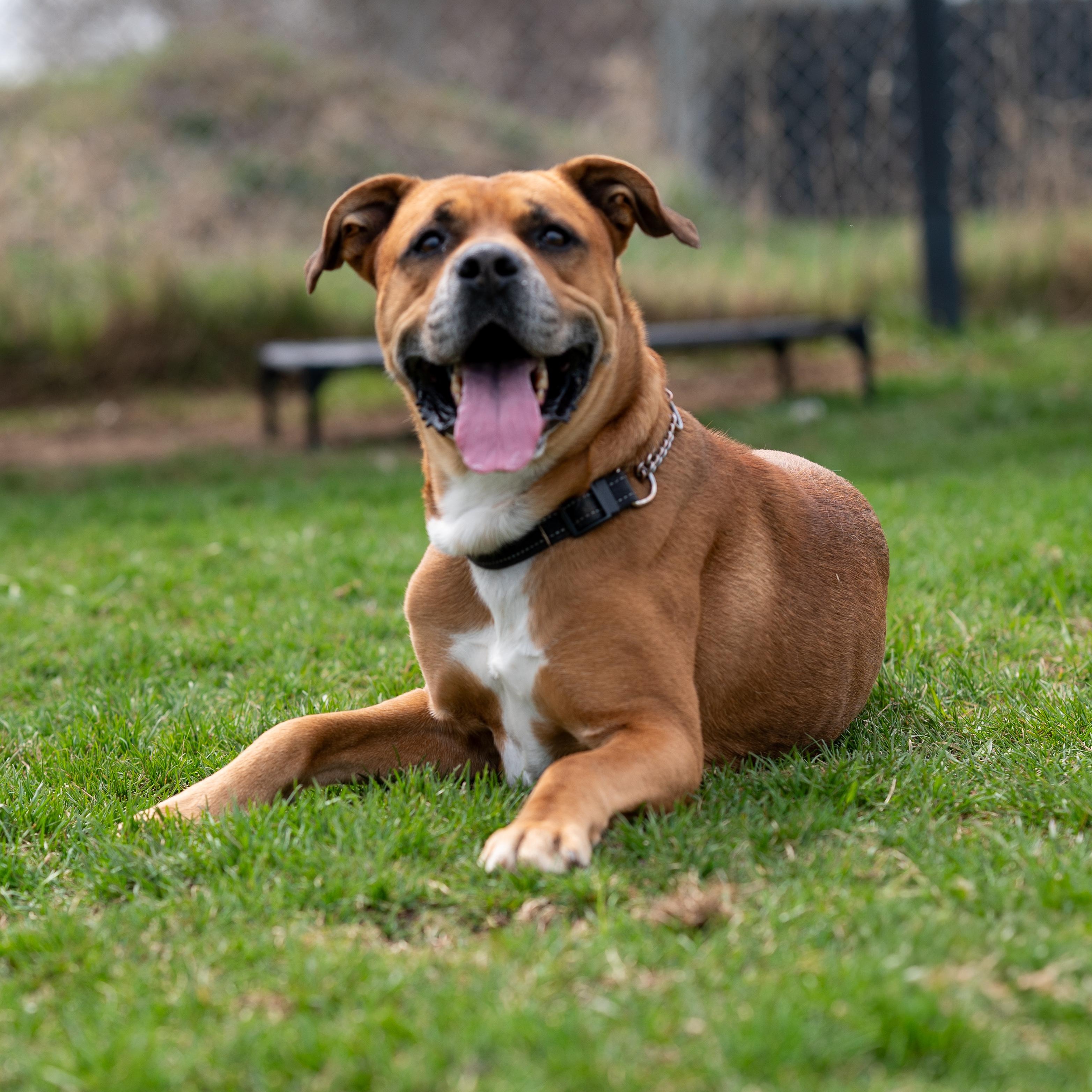 Buster, Adult Male unknown