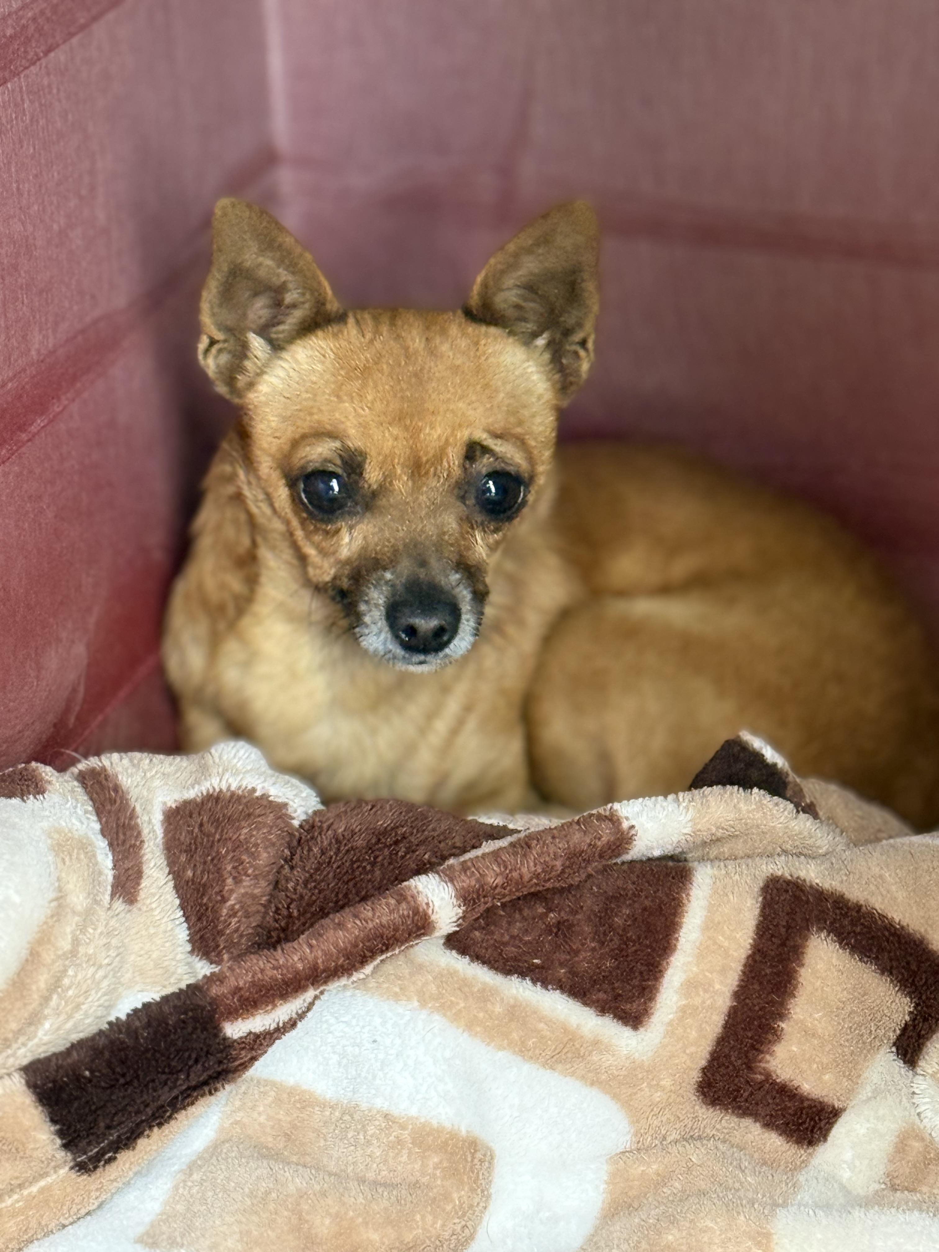 Enlarge Peanut, a ADOPTABLE Chihuahua in Oakdale, CA image 1/1