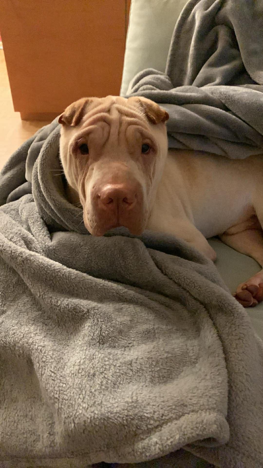 Enlarge New! Murphy, a ADOPTABLE Shar-Pei in Vancouver, BC image 1/3