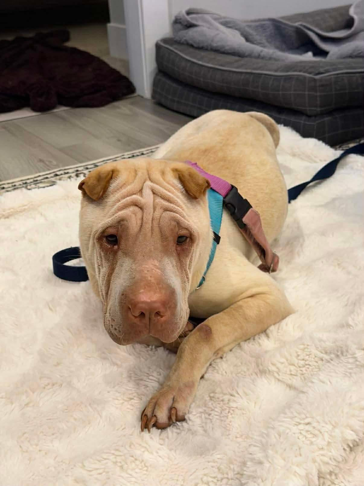 Enlarge New! Murphy, a ADOPTABLE Shar-Pei in Vancouver, BC image 2/3