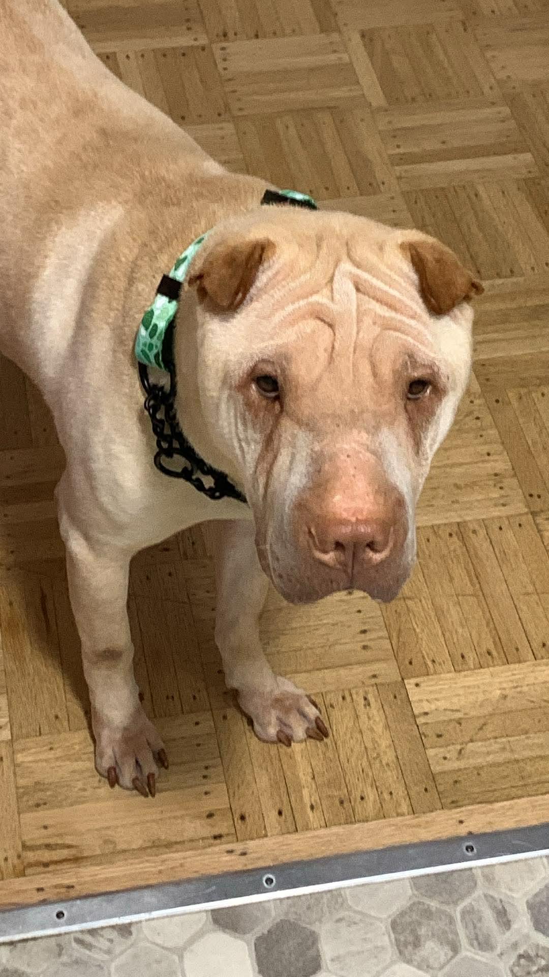 Enlarge New! Murphy, a ADOPTABLE Shar-Pei in Vancouver, BC image 3/3