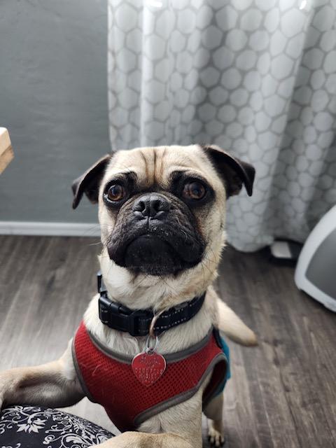 Baby Bee, Young Male Pug