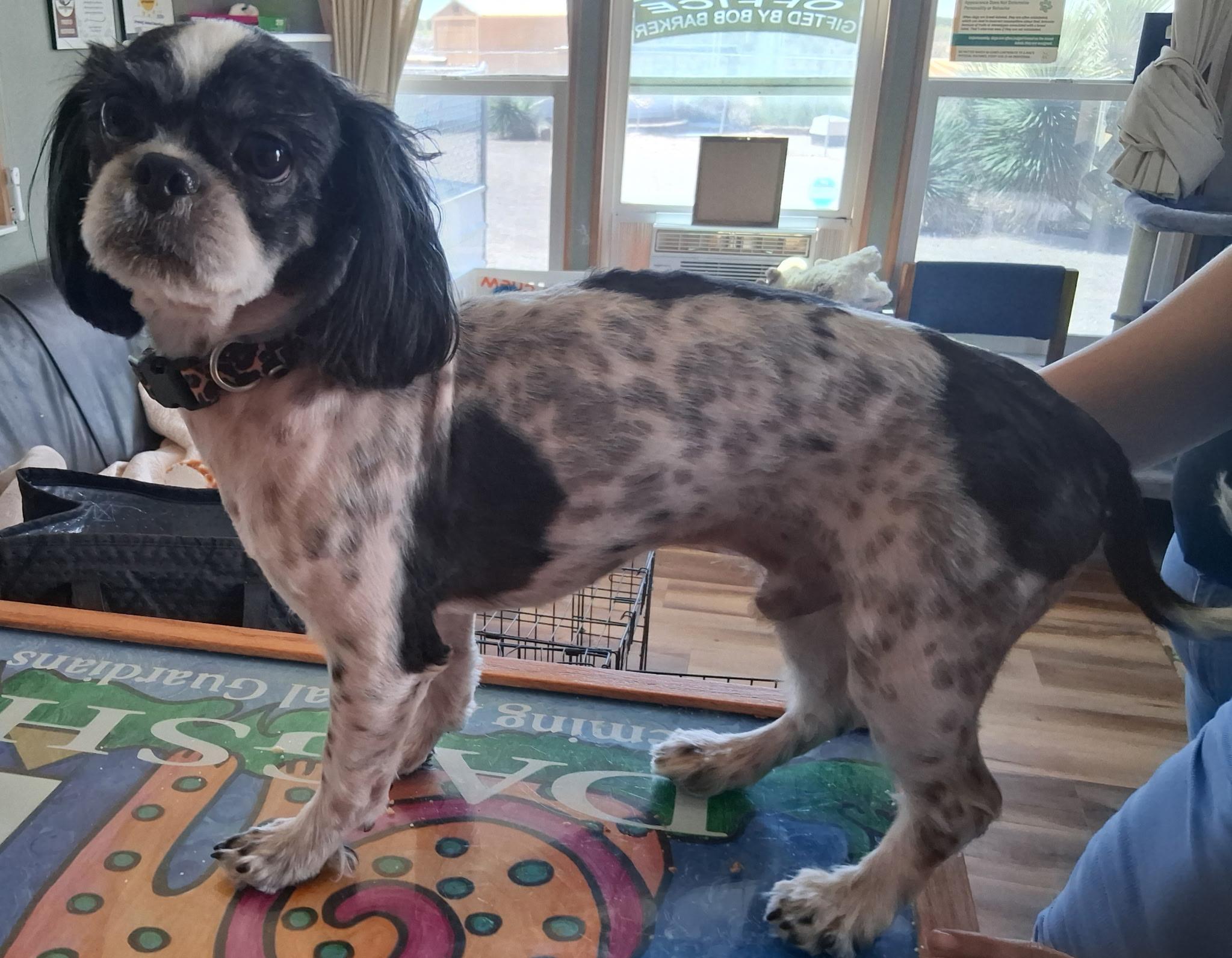 Enlarge Cheuy, an adopted Shih Tzu in Deming, NM image 2/2