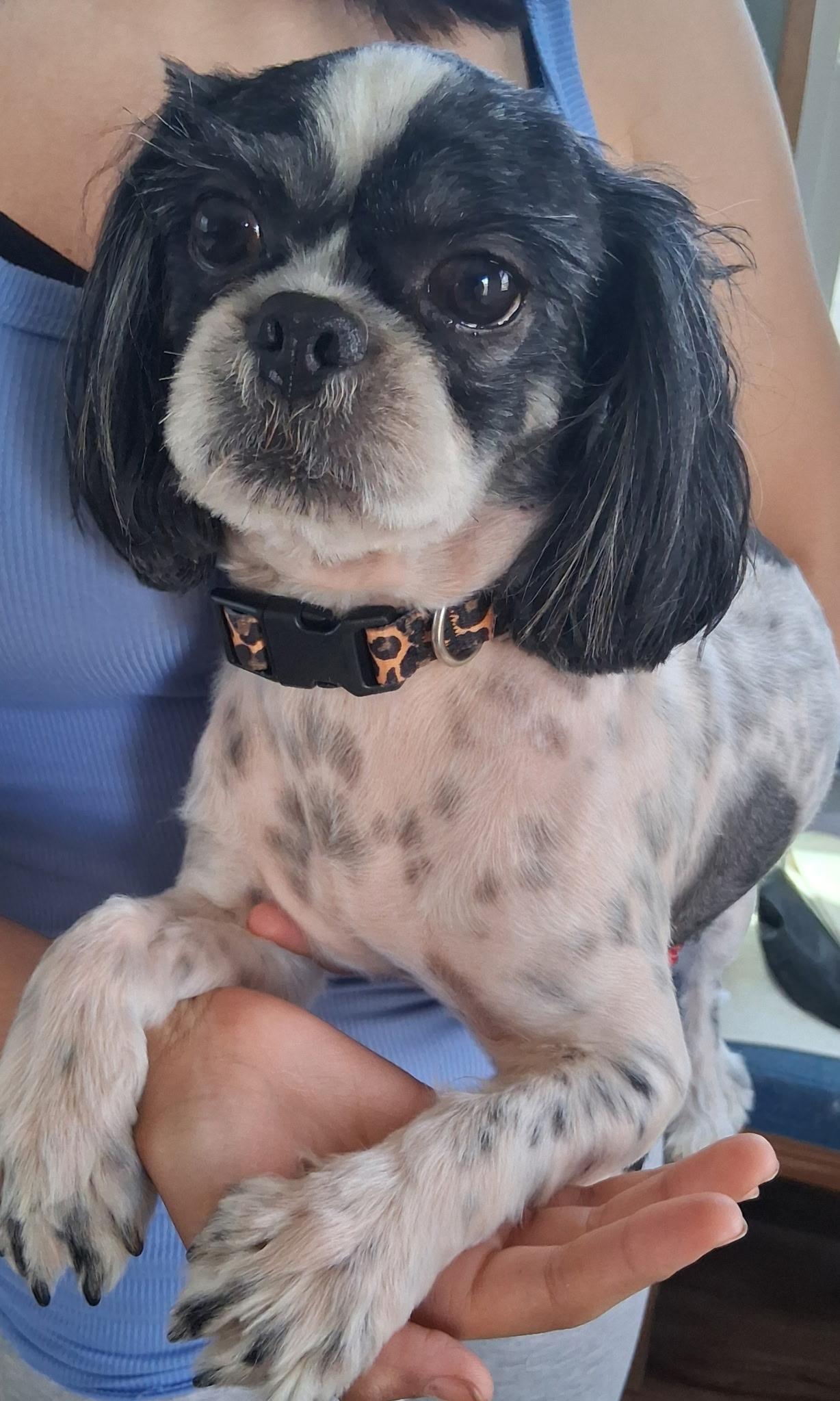 Cheuy, adopted, Young Male Shih Tzu.