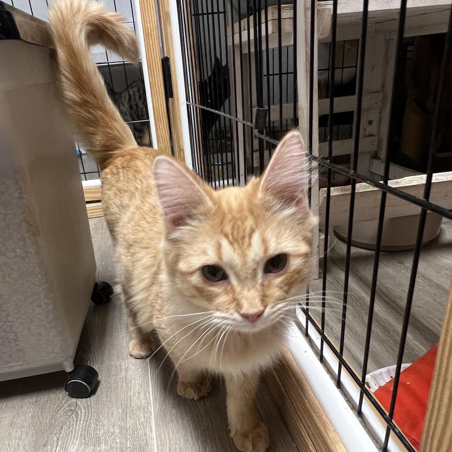 Meric, adopted, Young Male Domestic Long Hair.