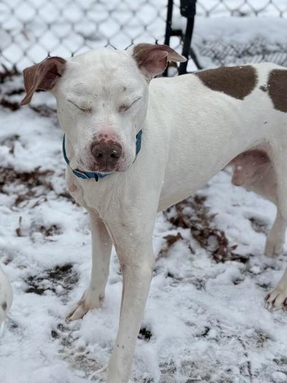 Drake (& Diesel), Adoptable, Adult Male Mixed Breed.