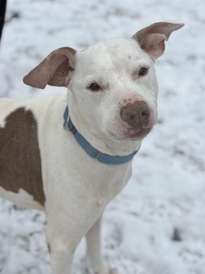 Enlarge Drake (& Diesel), a Adoptable Mixed Breed in Fairfax, VA image 3/3