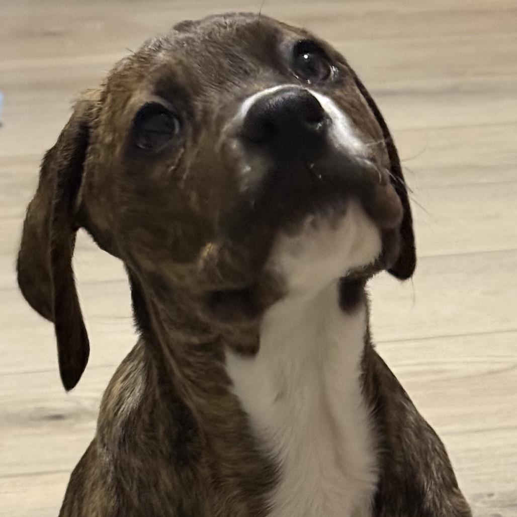 Enlarge Colleen, a Adoptable mixed breed in Cincinnati , OH image 4/6