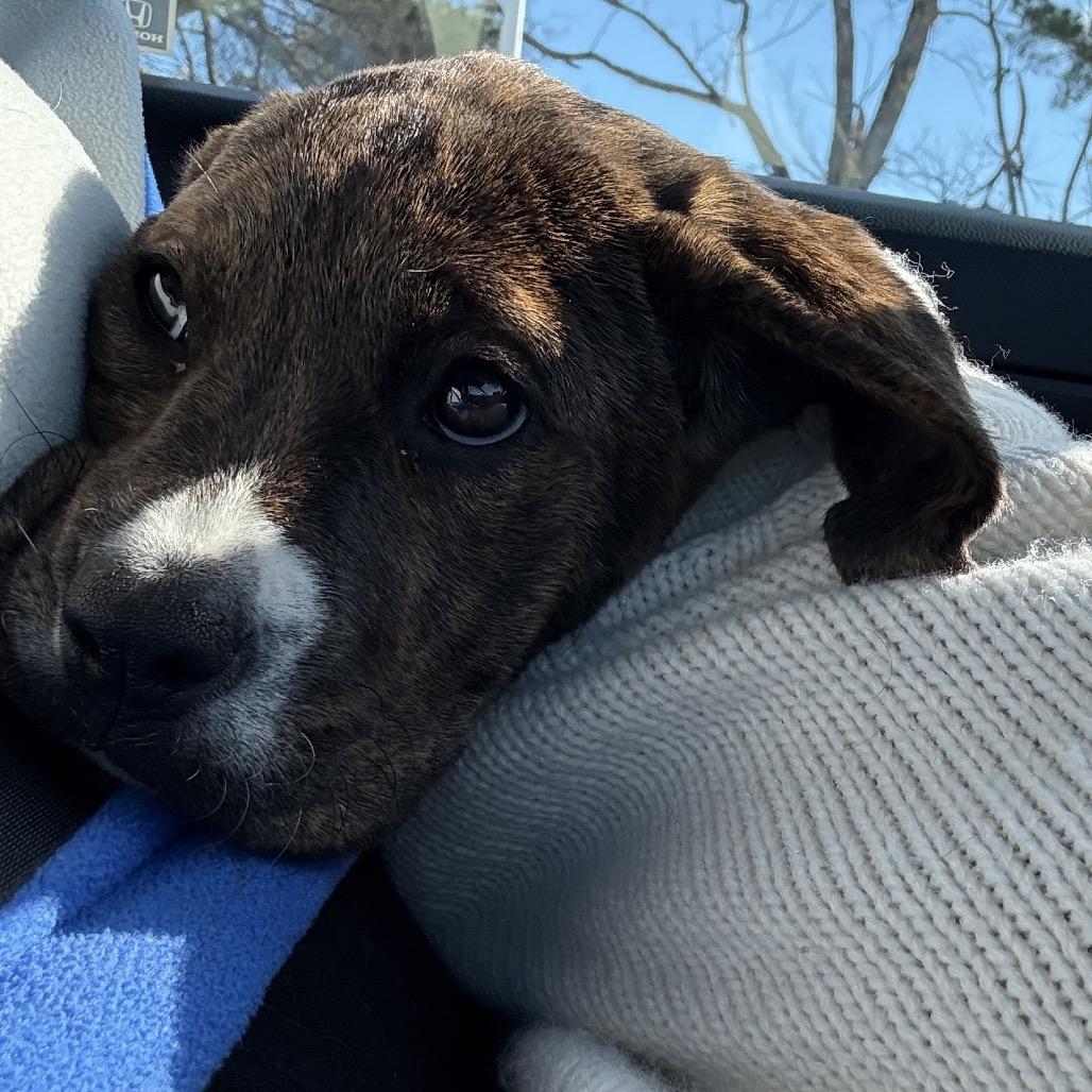 Enlarge Colleen, a Adoptable mixed breed in Cincinnati , OH image 1/6