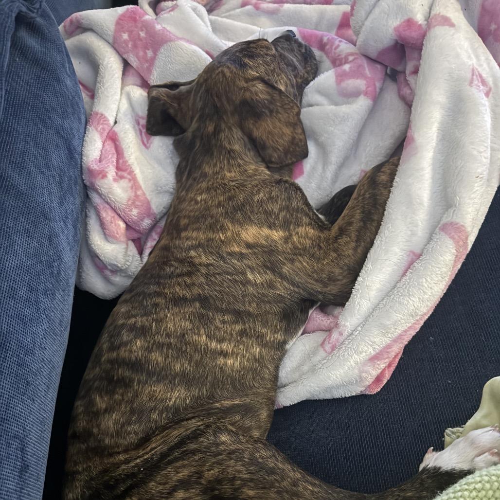 Enlarge Colleen, a Adoptable mixed breed in Cincinnati , OH image 3/6