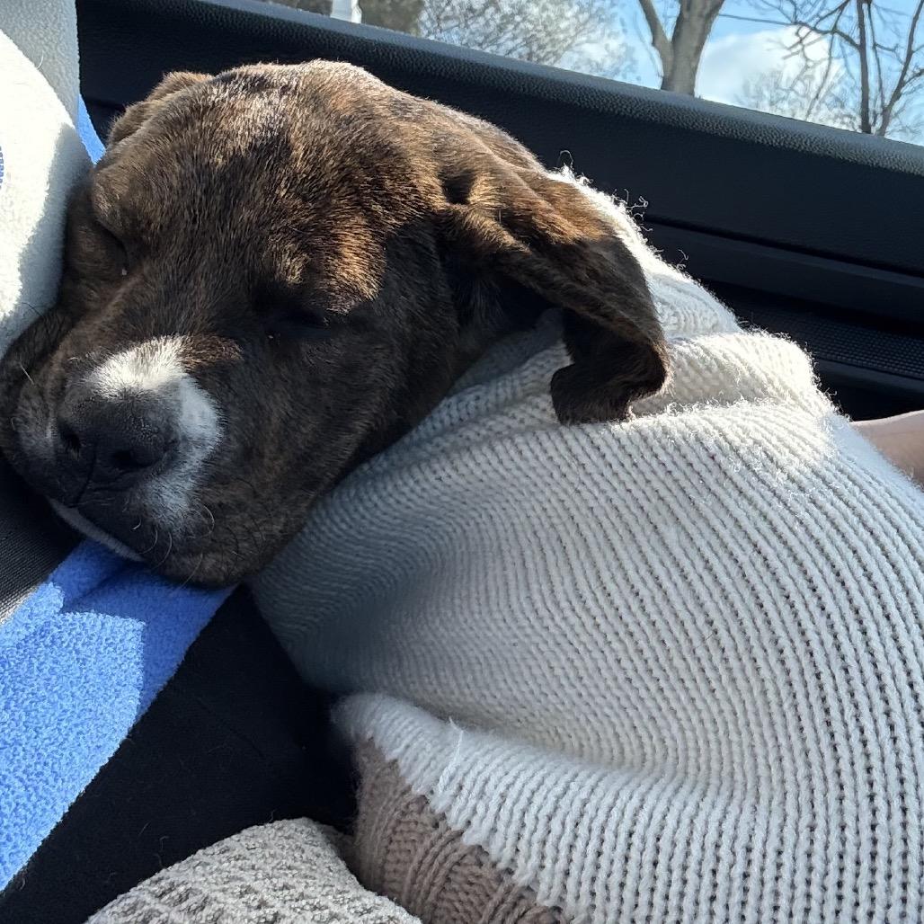 Enlarge Colleen, a Adoptable mixed breed in Cincinnati , OH image 6/6