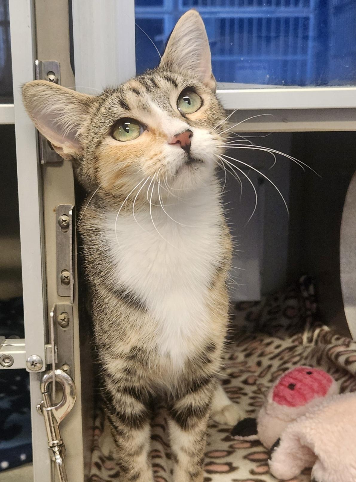 Enlarge Arabella, a Adoptable Domestic Short Hair in Mason City, IA image 1/2