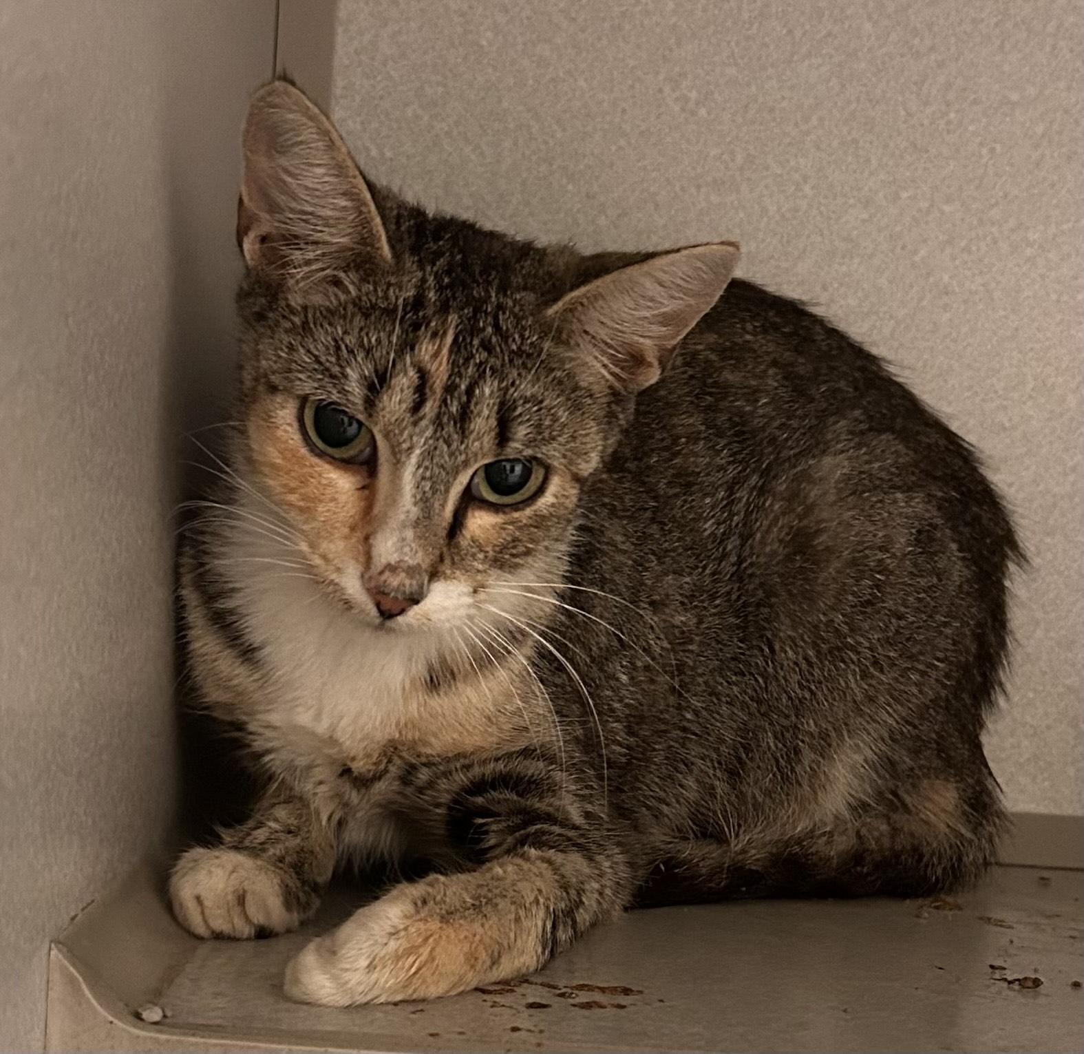 Enlarge Arabella, a Adoptable Domestic Short Hair in Mason City, IA image 2/2