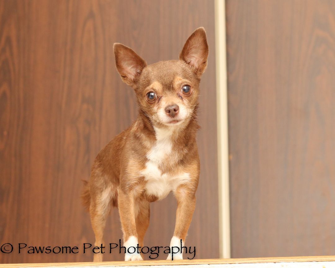 FRANKIE --NOT AVAILABLE FOR ADOPTION , Adoptable, Adult Male Chihuahua.