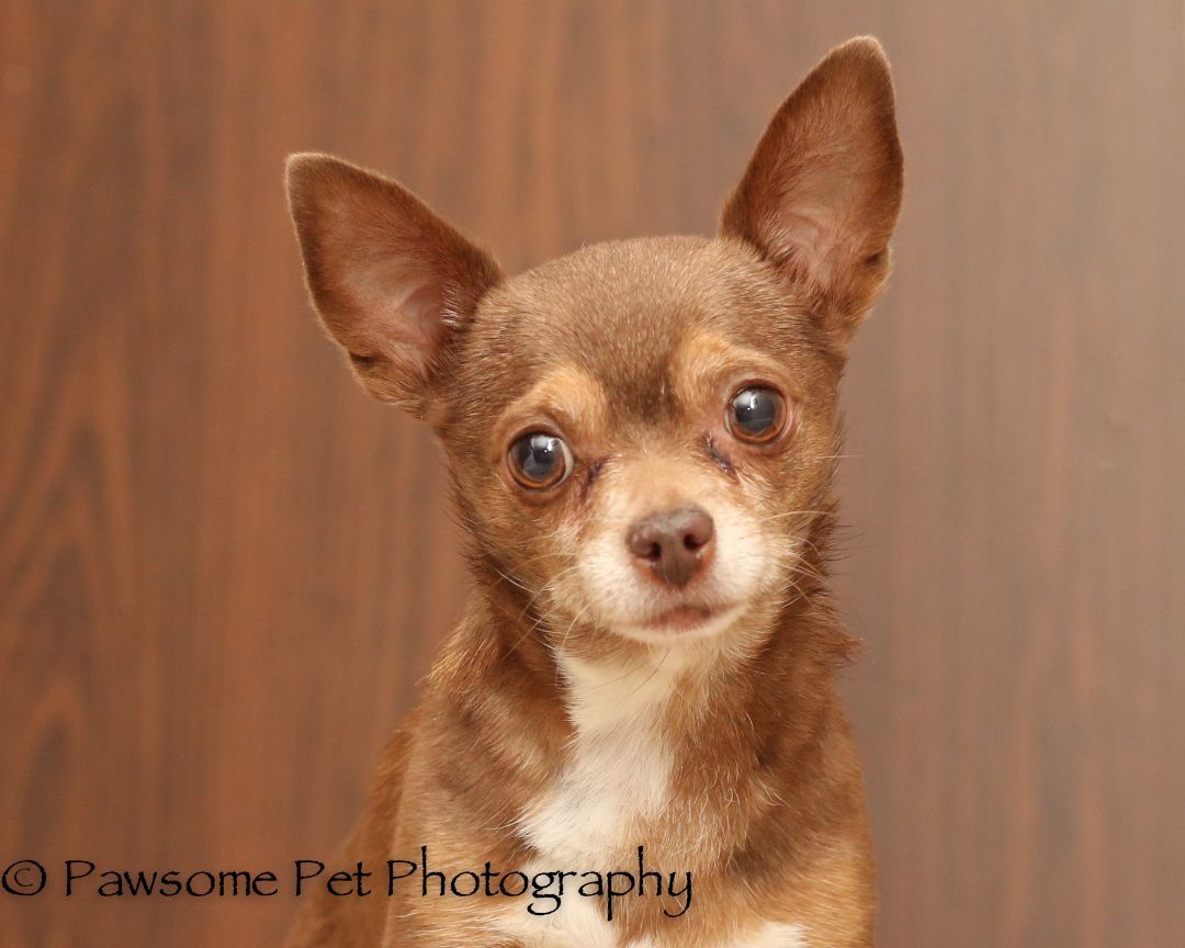 FRANKIE --NOT AVAILABLE FOR ADOPTION , a Adoptable Chihuahua in Toronto, ON image 2/4