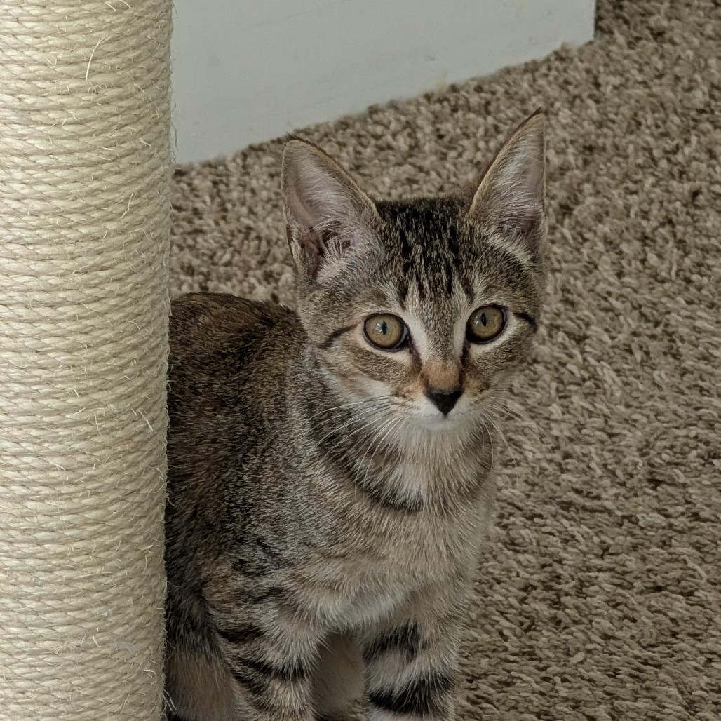 Enlarge Badger - A26-???, a Adoptable Domestic Short Hair in SANTA ROSA BEACH, FL image 2/2