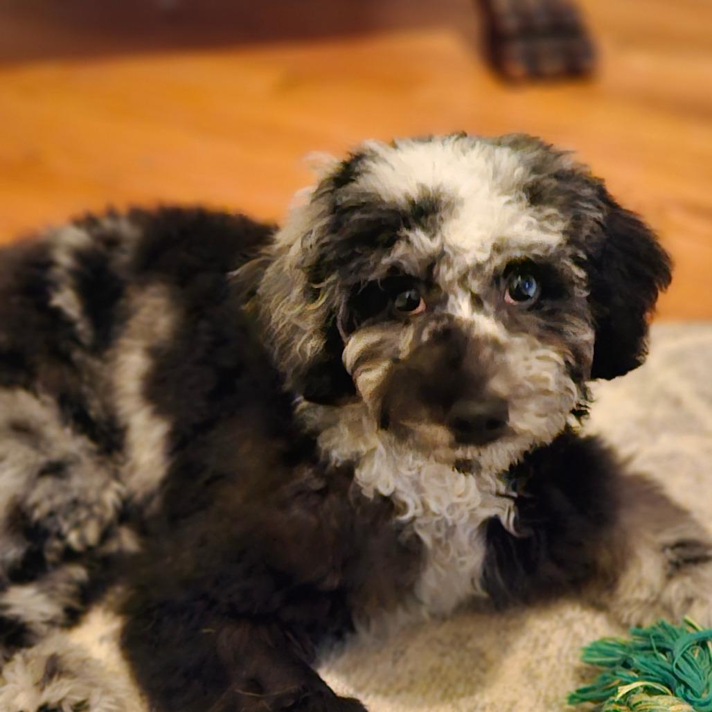 Noah, Adoptable, Young Male Miniature Poodle.