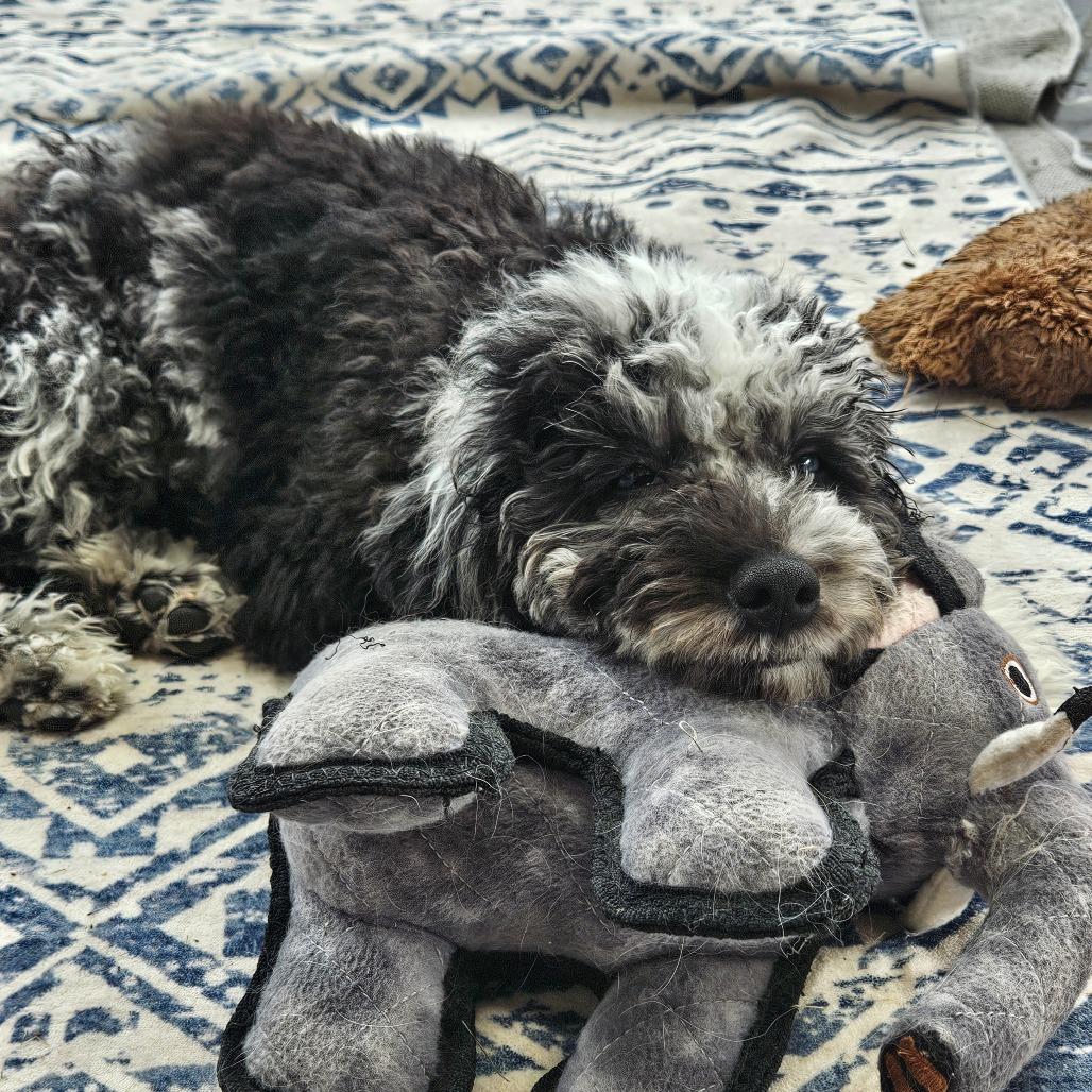 Enlarge Noah, a Adoptable Miniature Poodle in Sinking Spring, PA image 2/4