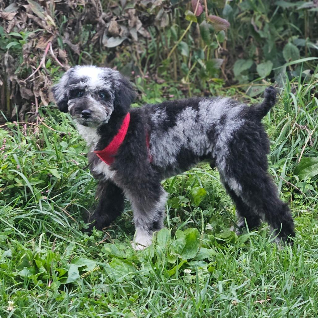 Enlarge Noah, a Adoptable Miniature Poodle in Sinking Spring, PA image 3/4