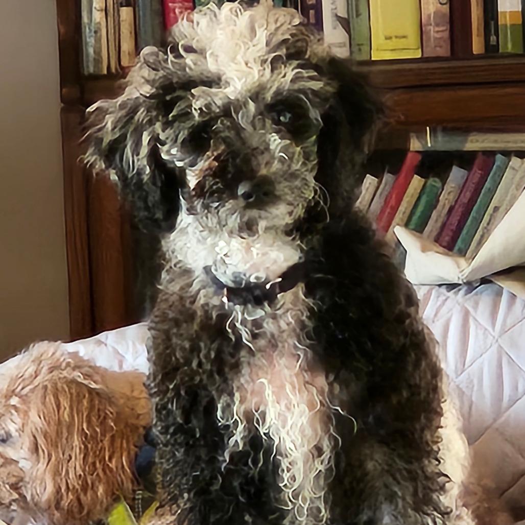 Enlarge Noah, a Adoptable Miniature Poodle in Sinking Spring, PA image 4/4