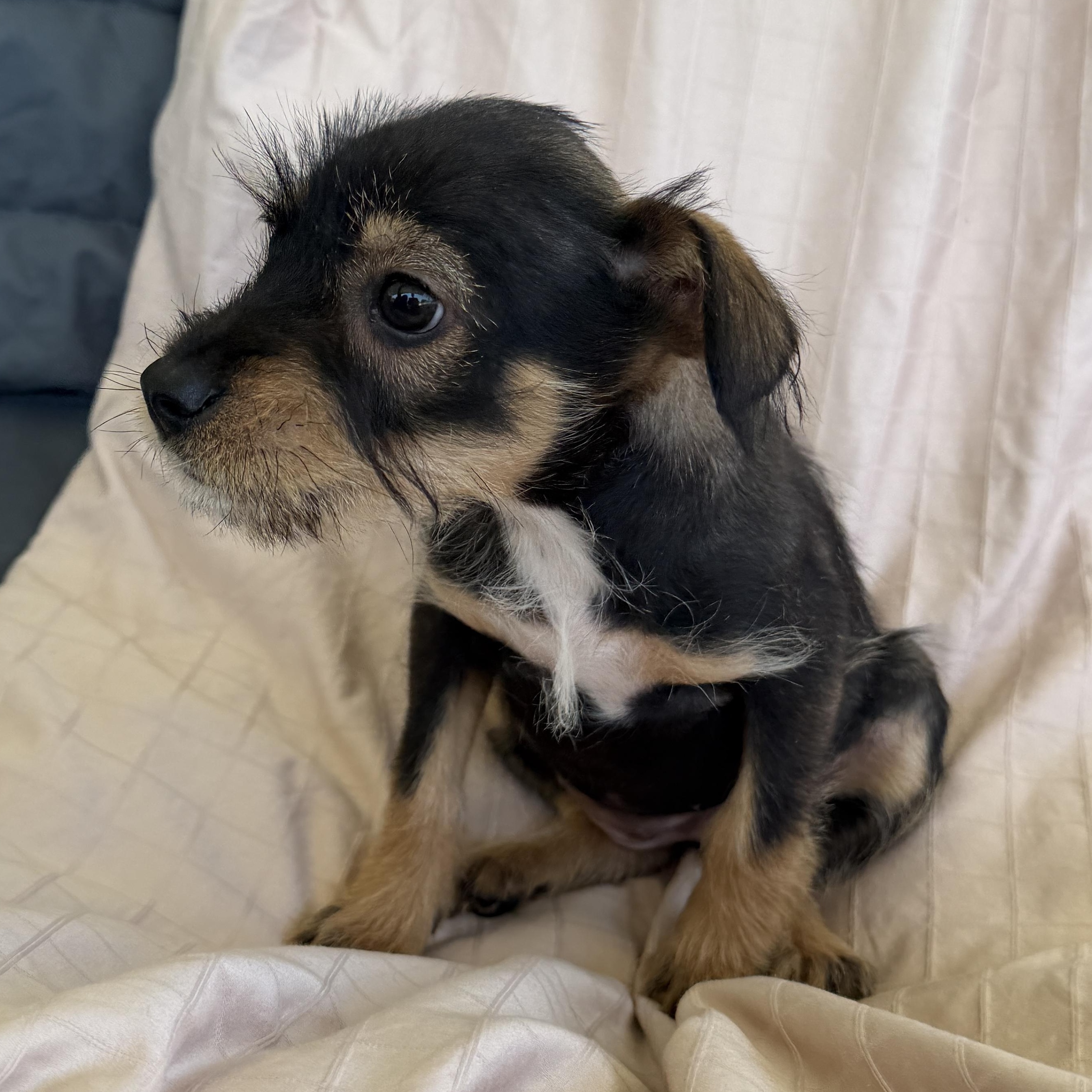 Celeste, Adoptable, Puppy Female Yorkshire Terrier & Schnoodle.