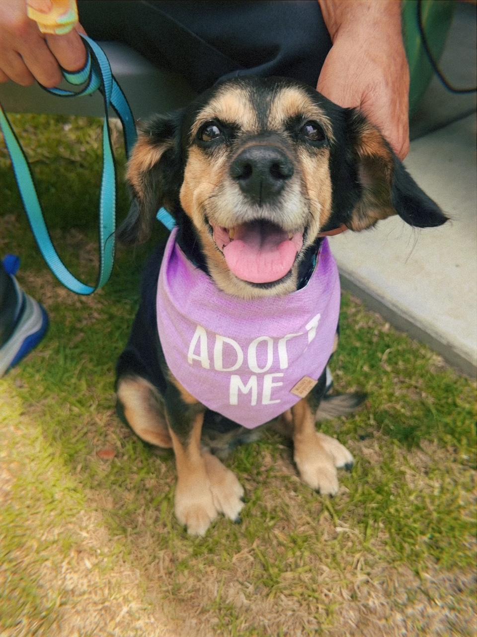Georgia, adopted, Adult Female Beagle.