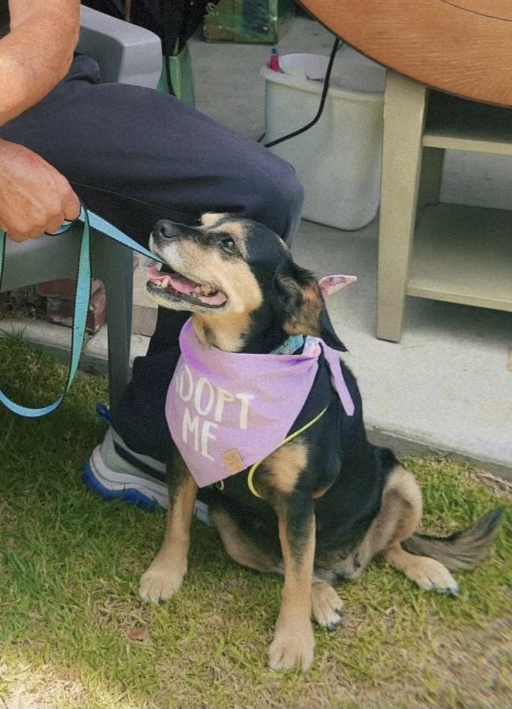 Enlarge Georgia, a ADOPTABLE mixed breed in Glendale, CA image 3/3