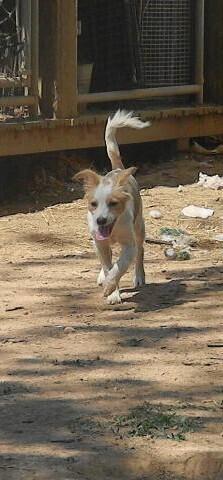 Enlarge King Tut, a Adoptable mixed breed in McMinnville, TN image 1/3