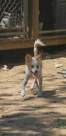 Enlarge King Tut, a Adoptable mixed breed in McMinnville, TN image 2/3
