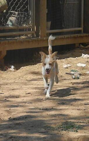 Enlarge King Tut, a Adoptable mixed breed in McMinnville, TN image 3/3