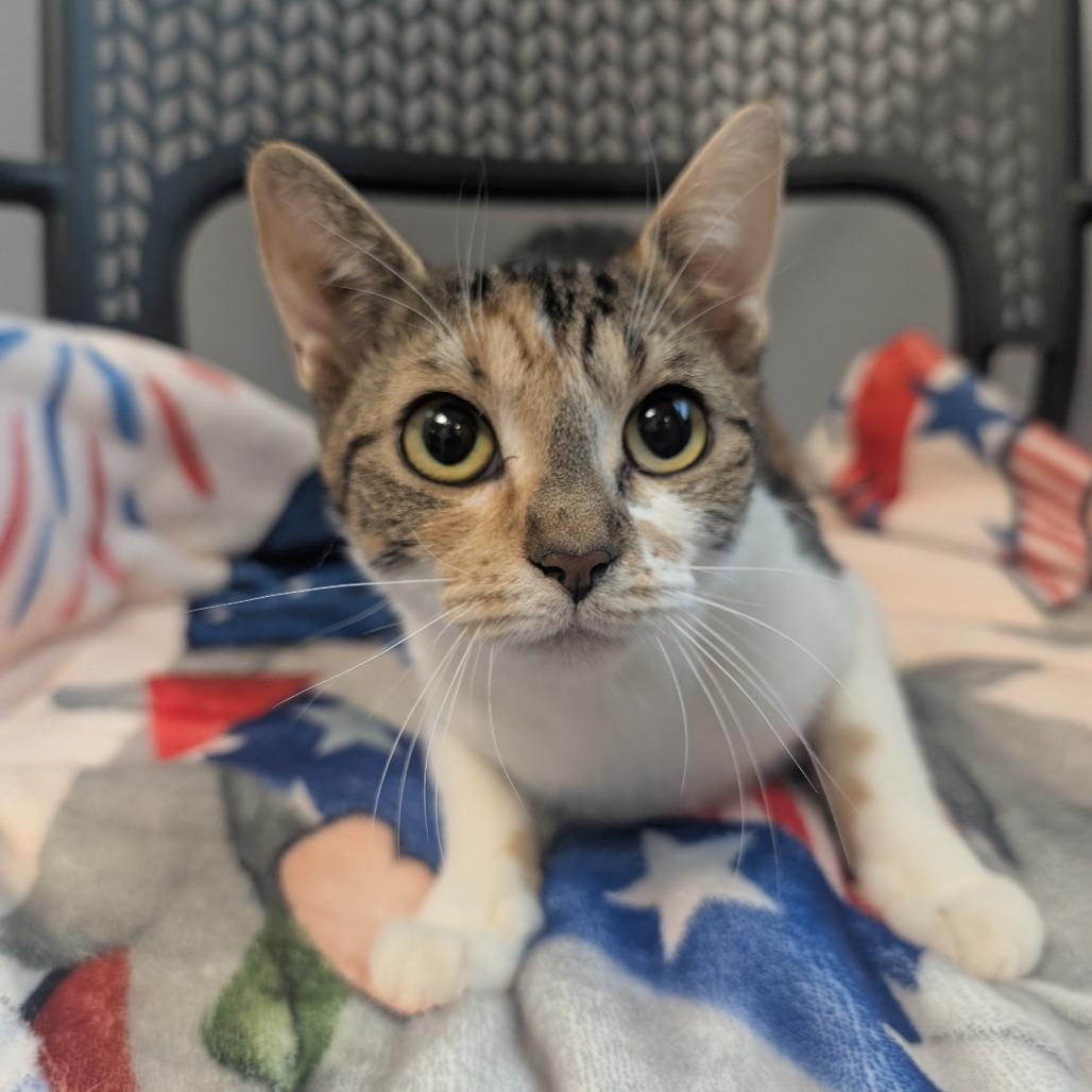 Enlarge Stephanie, a Adoptable Domestic Short Hair in Watertown, NY image 1/4