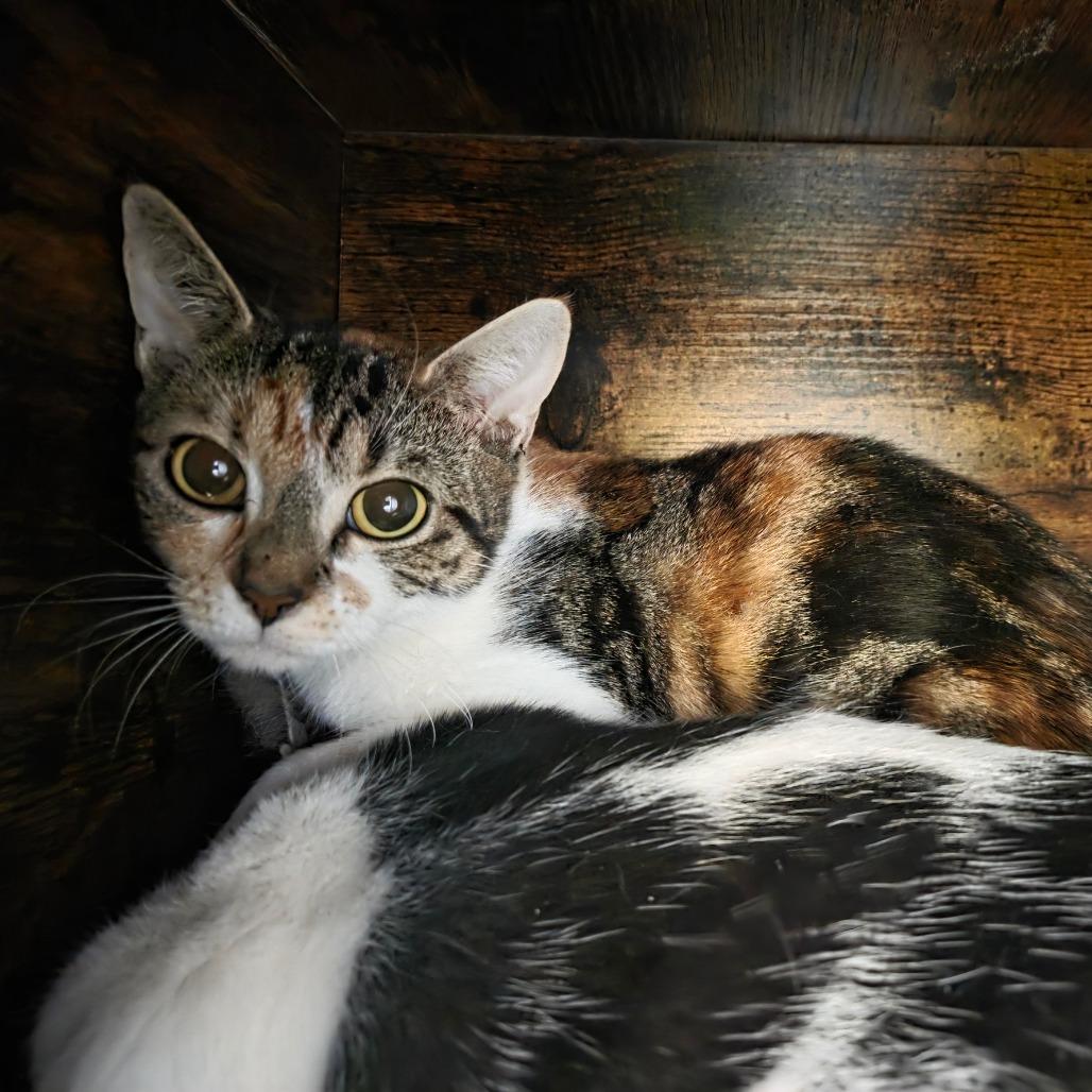 Enlarge Stephanie, a Adoptable Domestic Short Hair in Watertown, NY image 2/4