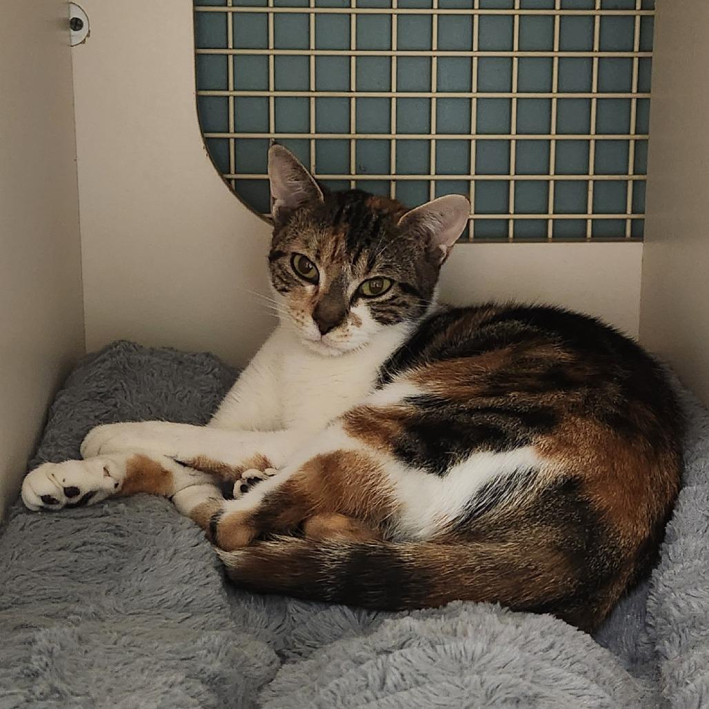 Enlarge Stephanie, a Adoptable Domestic Short Hair in Watertown, NY image 3/4