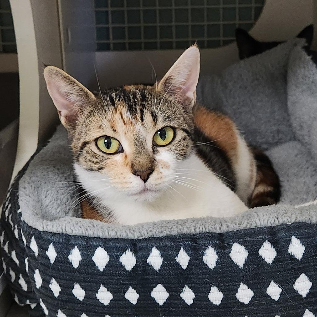 Enlarge Stephanie, a Adoptable Domestic Short Hair in Watertown, NY image 4/4