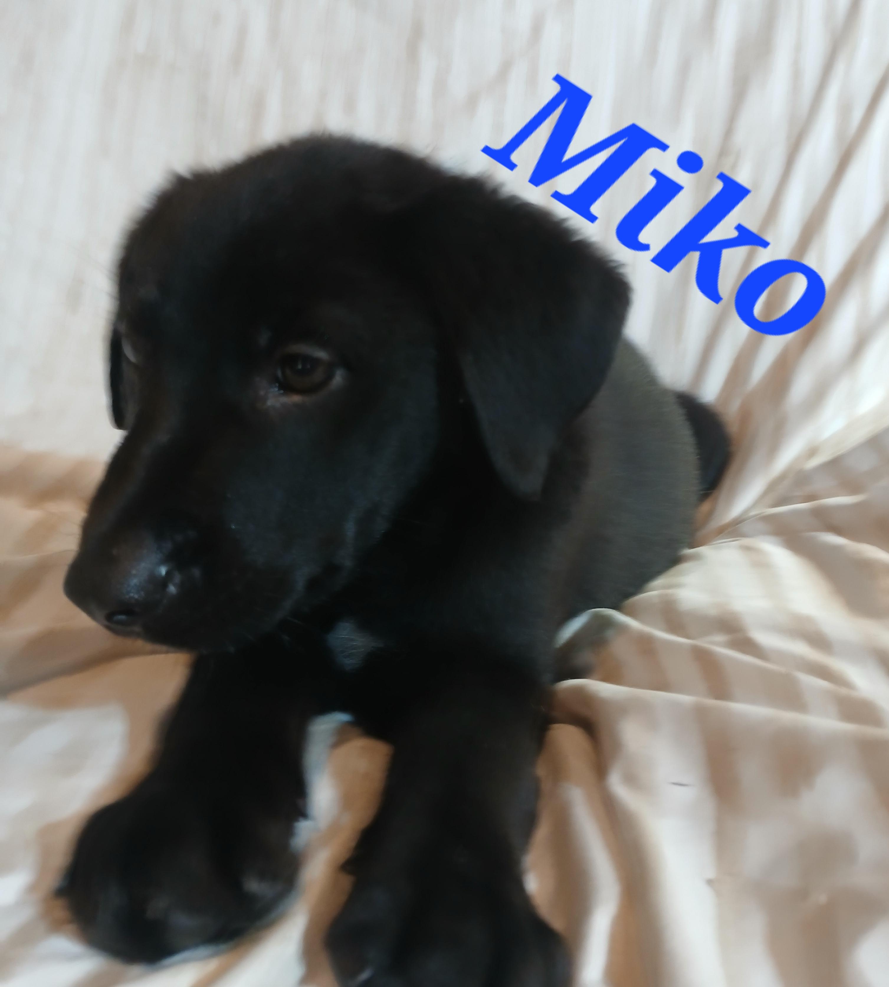 Miko, a ADOPTABLE mixed breed in Rome, GA image 2/2