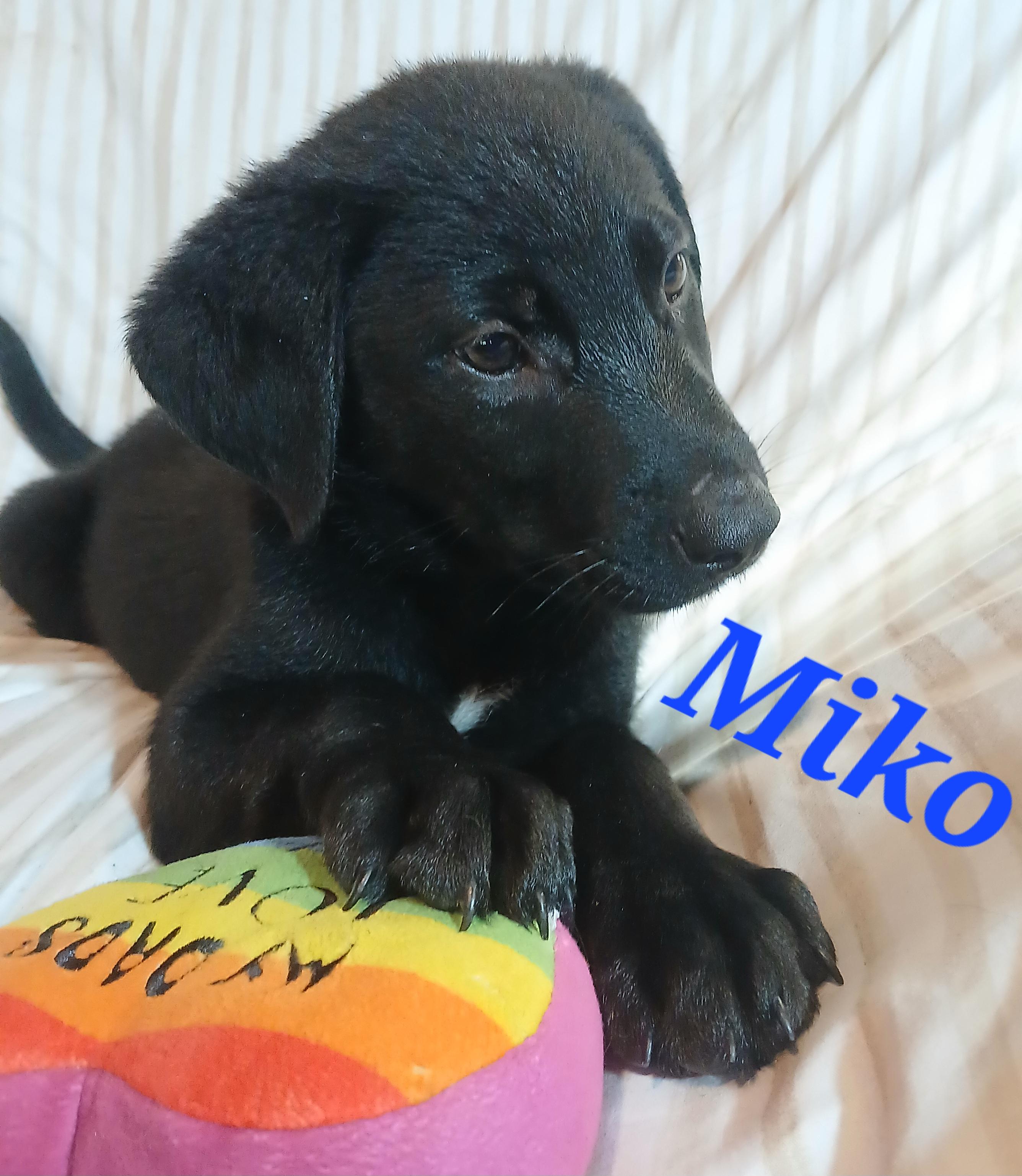 Miko, ADOPTABLE, Puppy Male German Shepherd Dog.