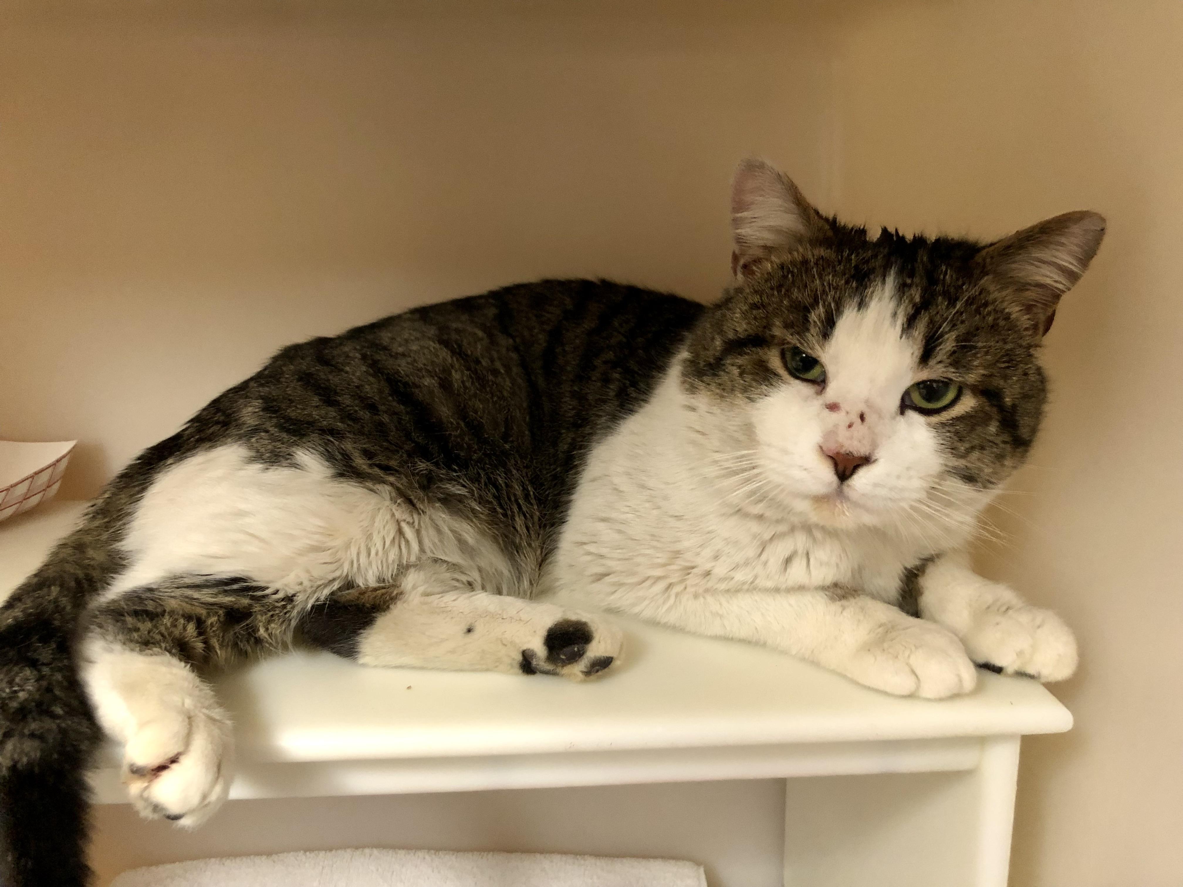 Enlarge Gary, a ADOPTABLE Domestic Short Hair in Salisbury, MA image 6/6