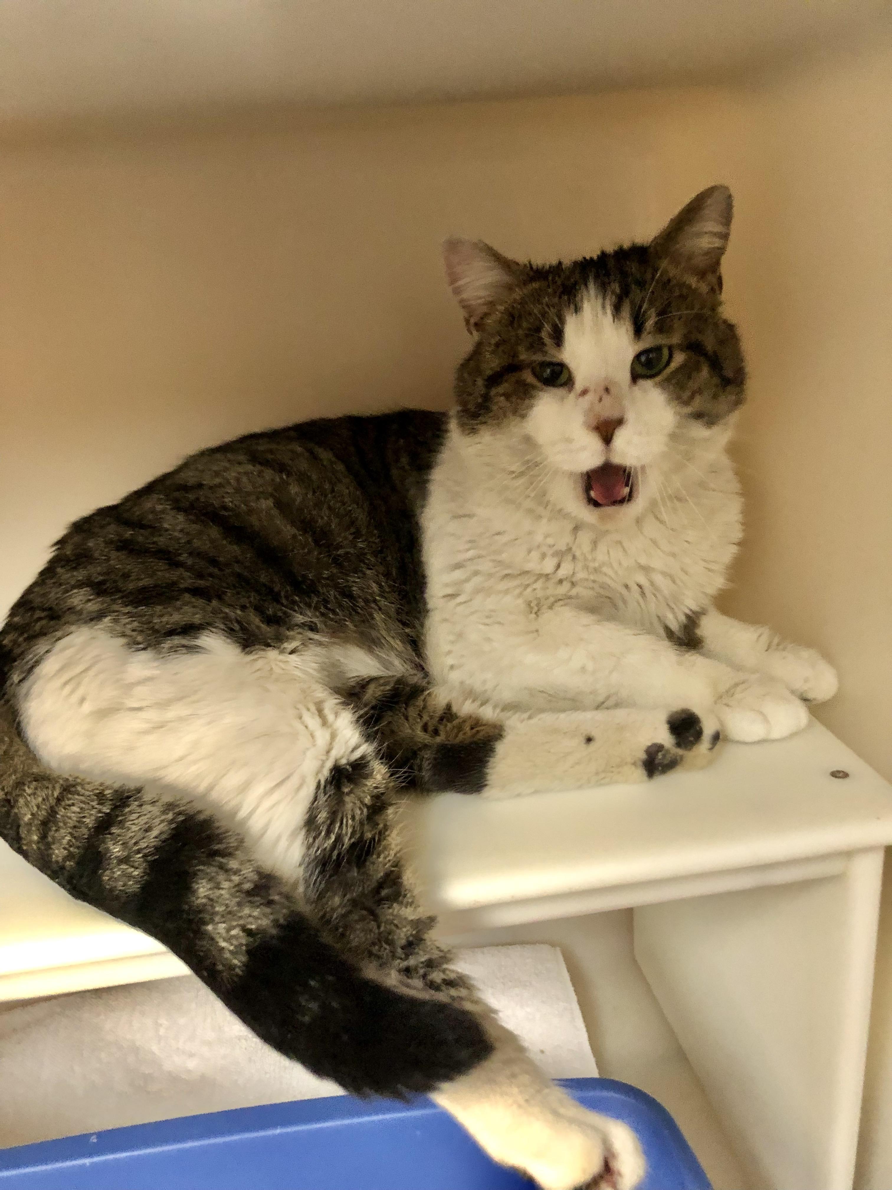 Enlarge Gary, a ADOPTABLE Domestic Short Hair in Salisbury, MA image 4/6