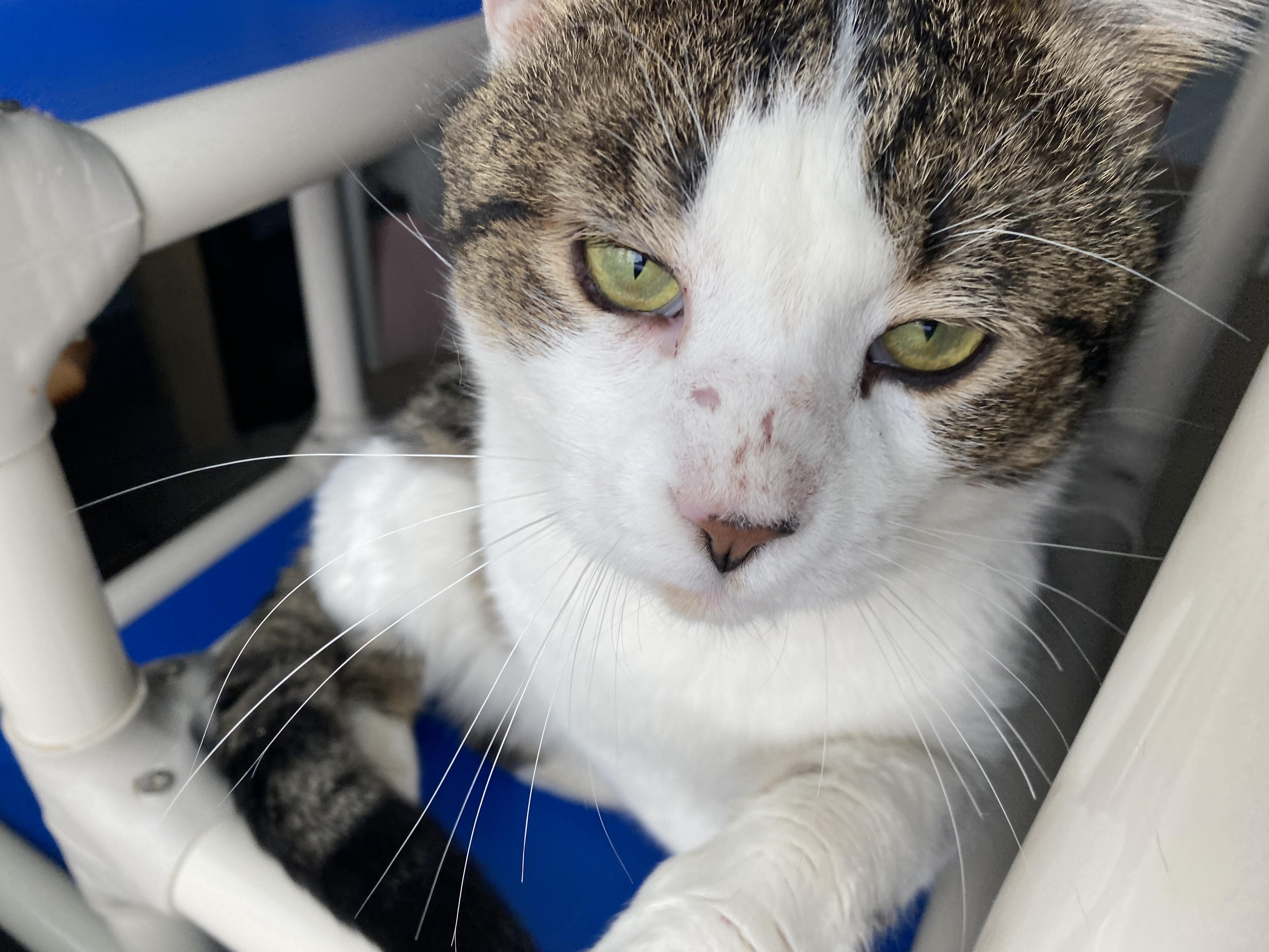 Gary, a ADOPTABLE Domestic Short Hair in Salisbury, MA image 2/5