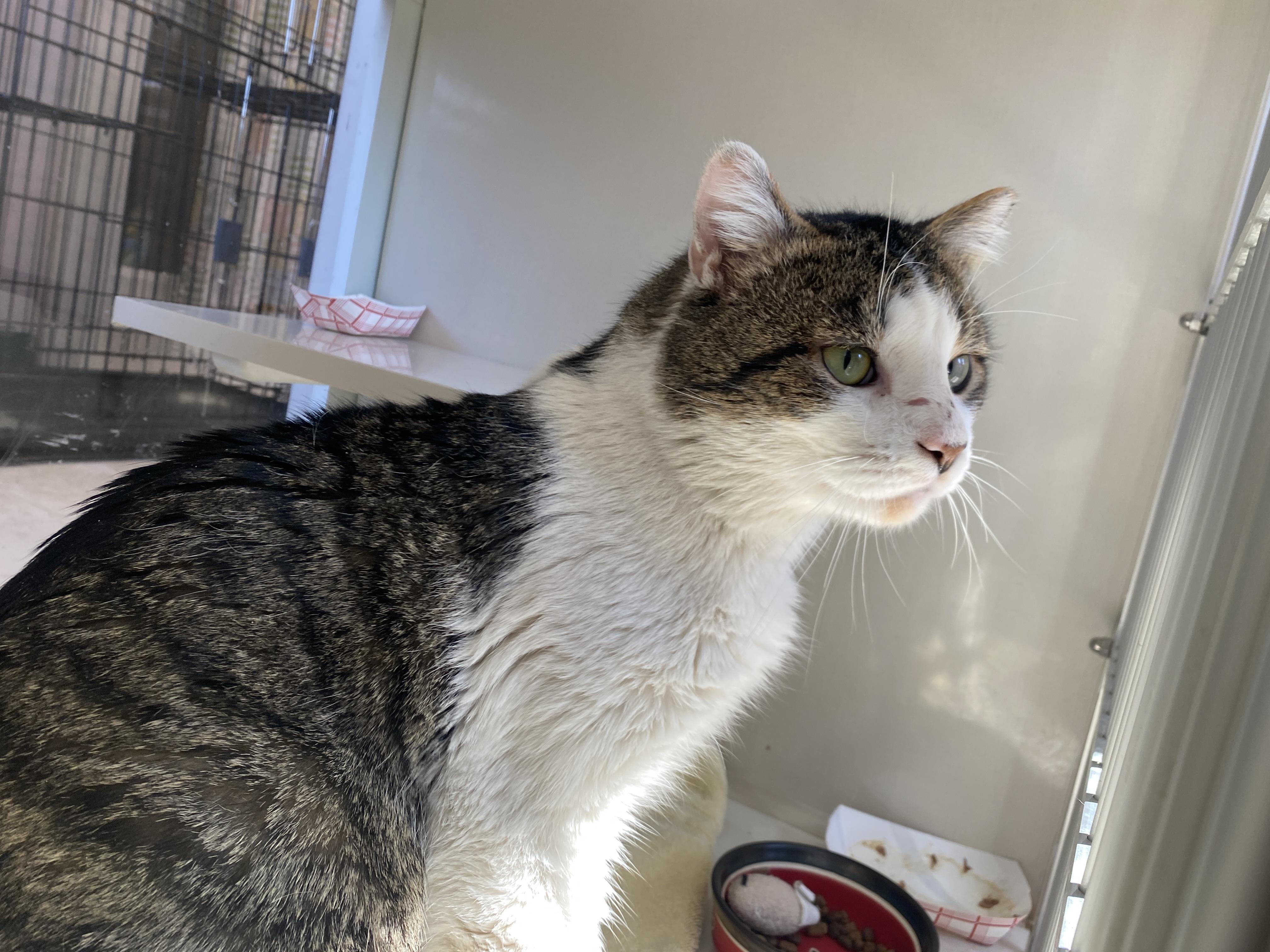 Enlarge Gary, a ADOPTABLE Domestic Short Hair in Salisbury, MA image 5/6