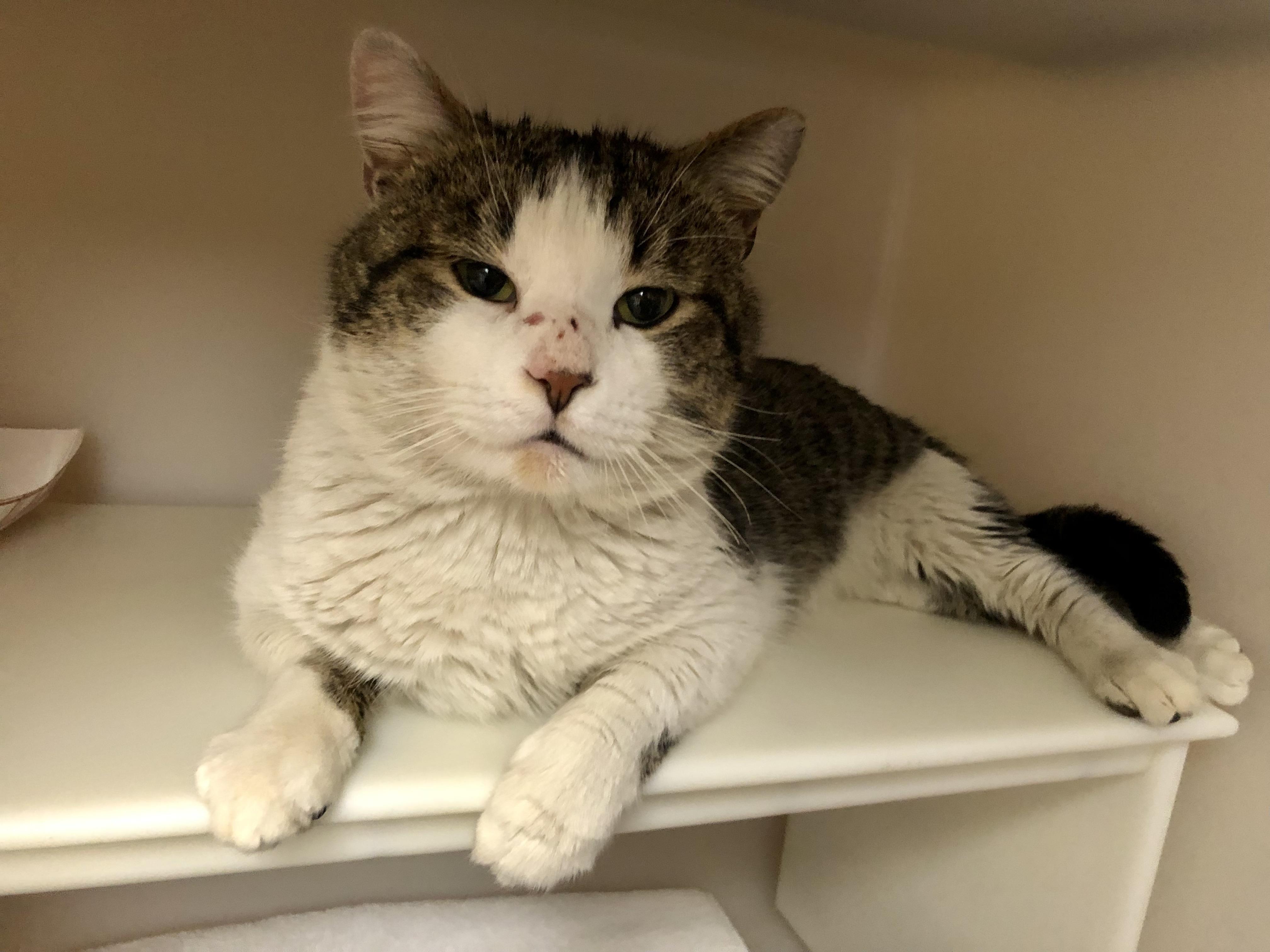 Enlarge Gary, a ADOPTABLE Domestic Short Hair in Salisbury, MA image 3/6