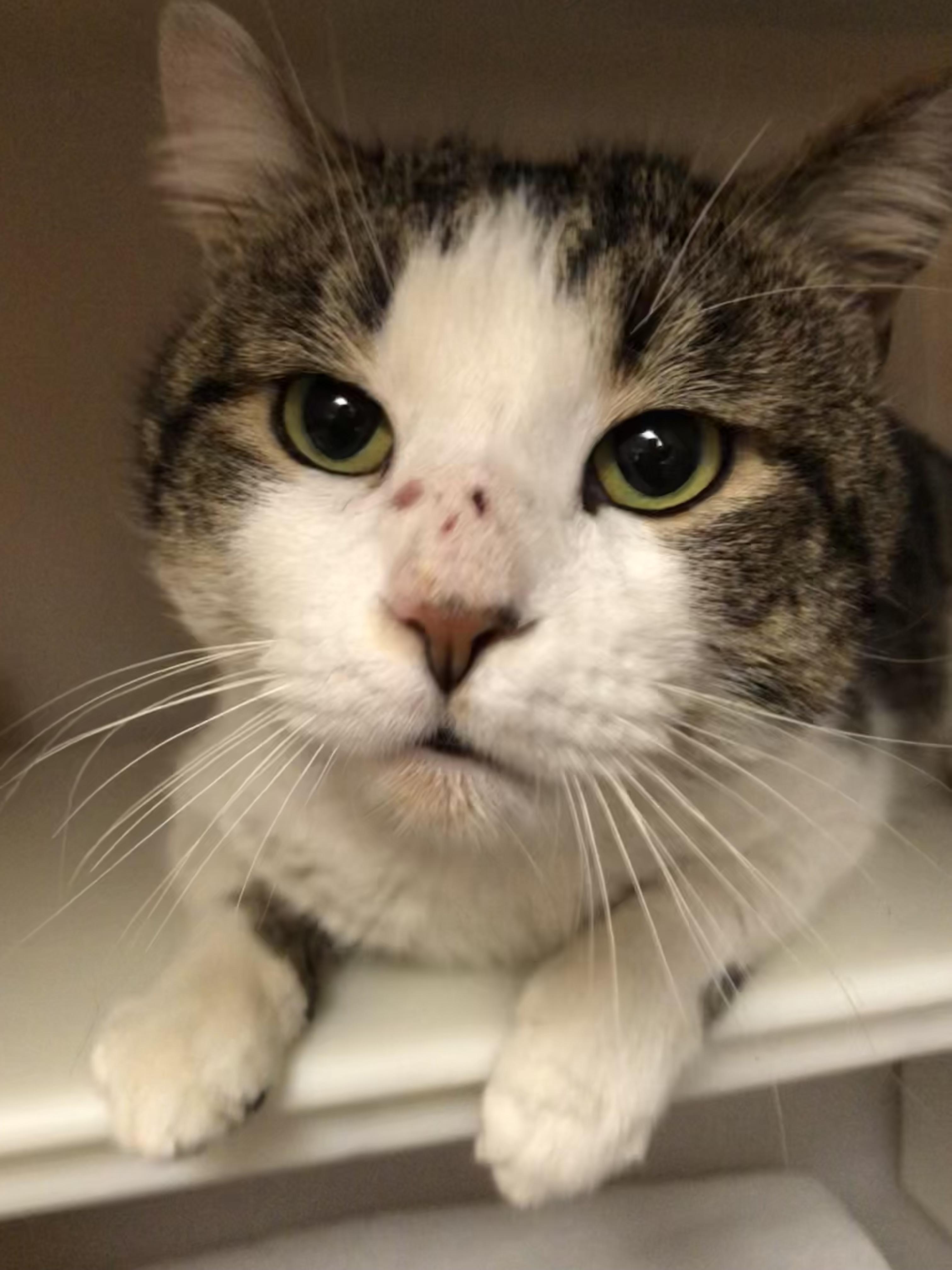 Enlarge Gary, a ADOPTABLE Domestic Short Hair in Salisbury, MA image 1/6