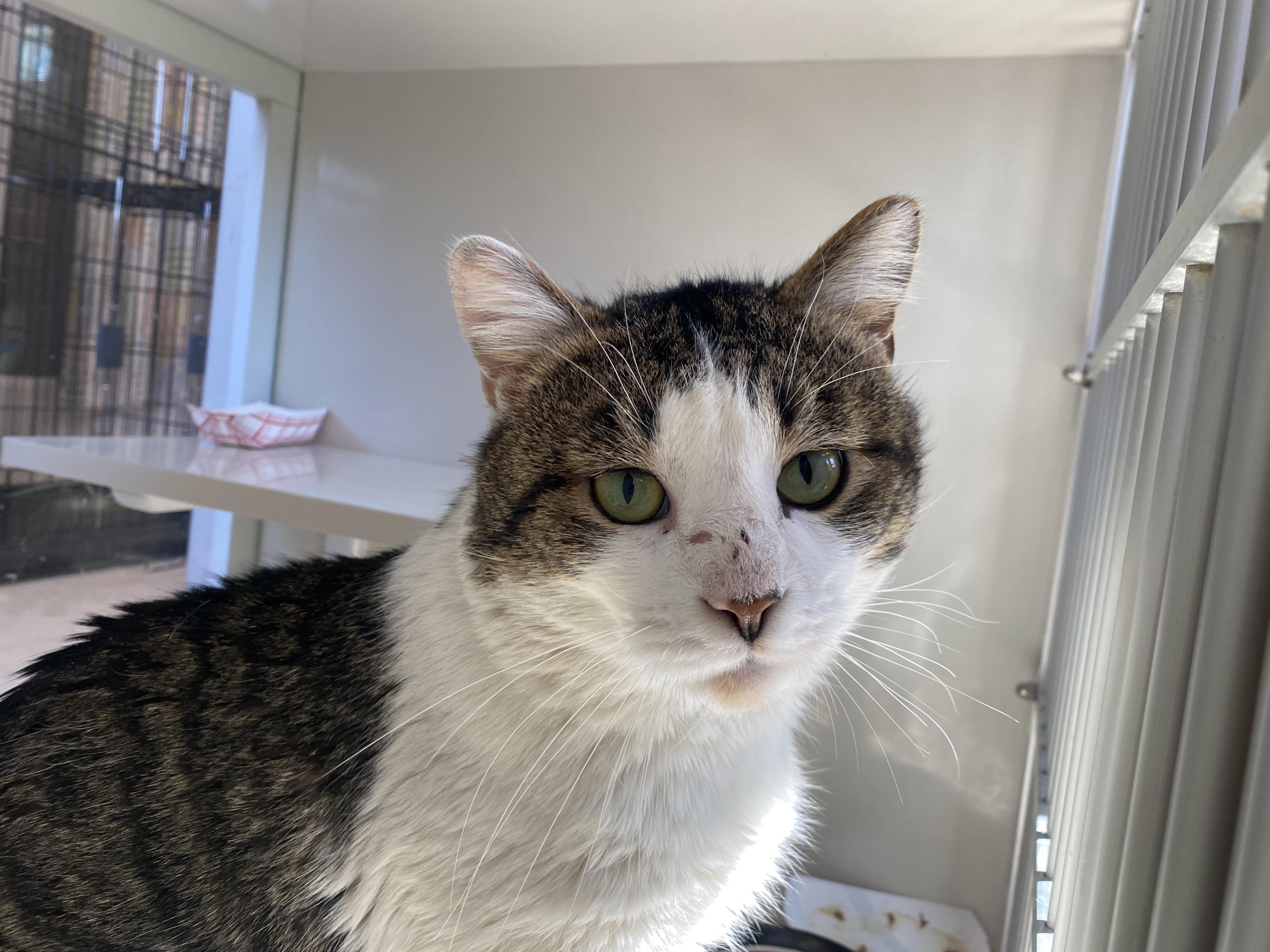 Enlarge Gary, a ADOPTABLE Domestic Short Hair in Salisbury, MA image 2/6