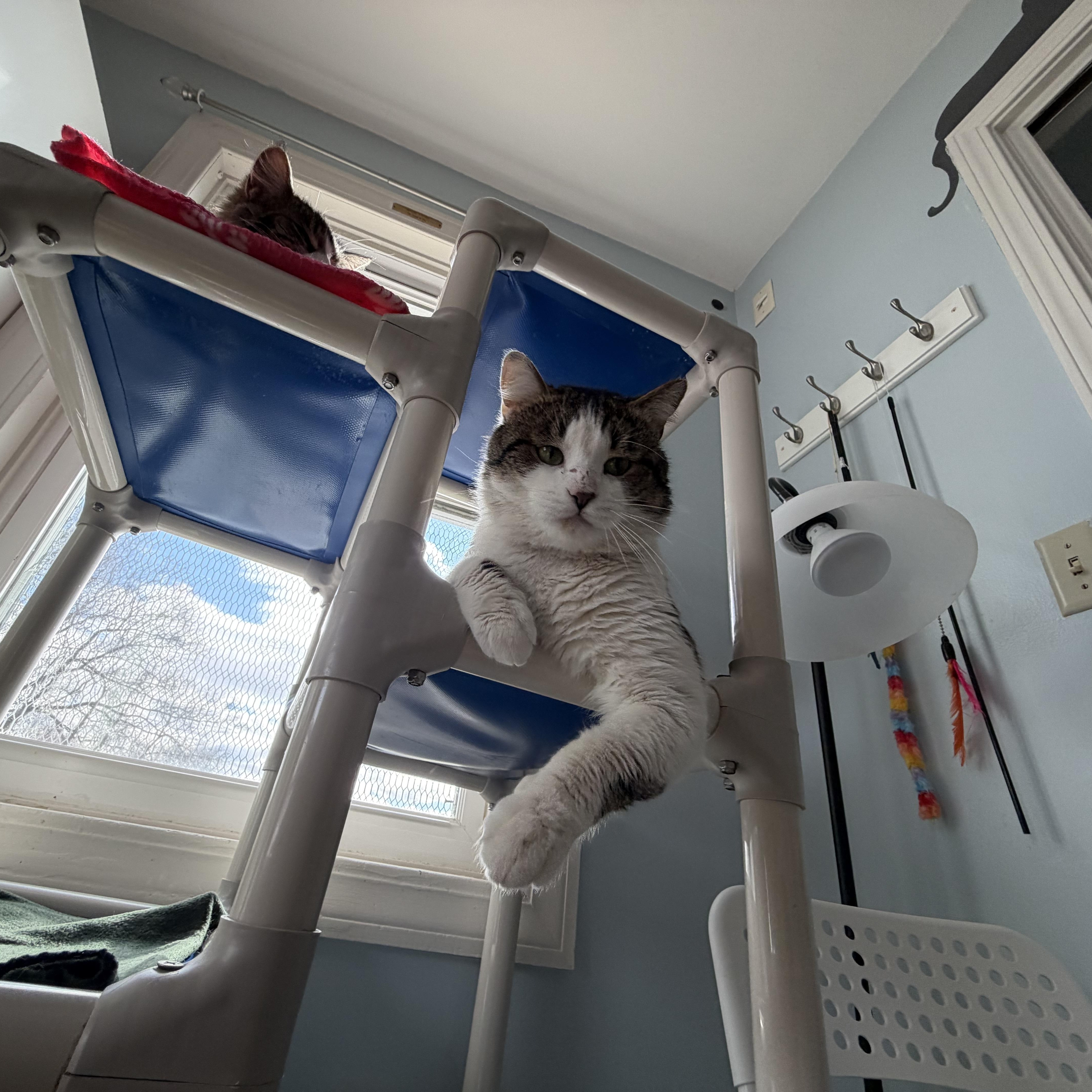 Gary, a ADOPTABLE Domestic Short Hair in Salisbury, MA image 3/5