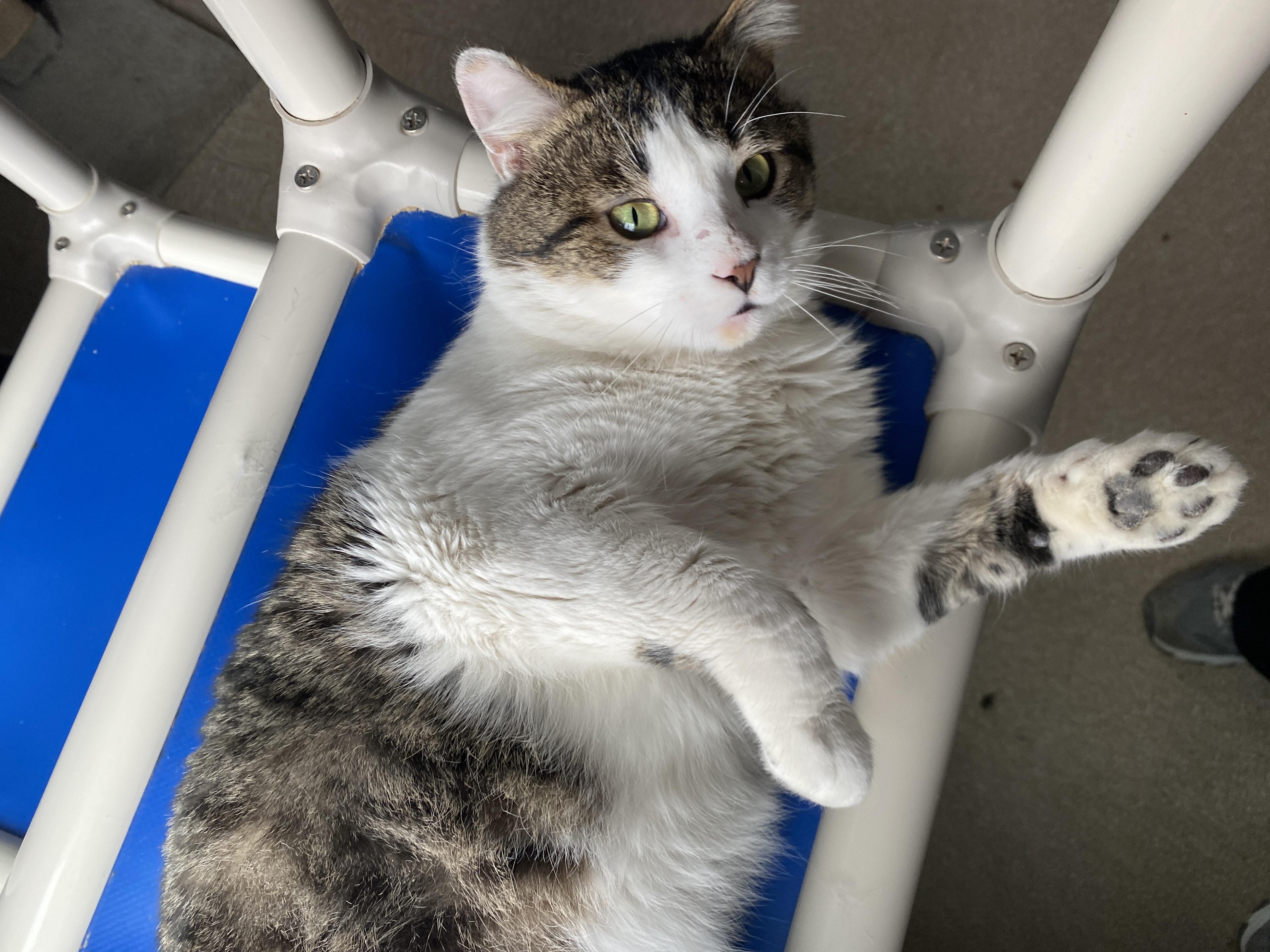 Gary, ADOPTABLE, Adult Male Domestic Short Hair.