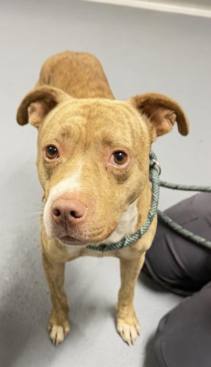 Enlarge Welches - 2, a Adoptable mixed breed in Daytona Beach, FL image 1/1