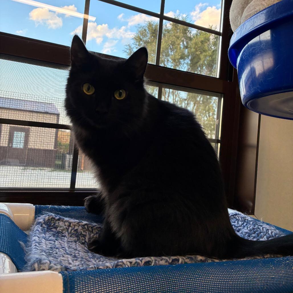 Autumn, a Adoptable Domestic Long Hair in Rock Falls, IL image 1/2